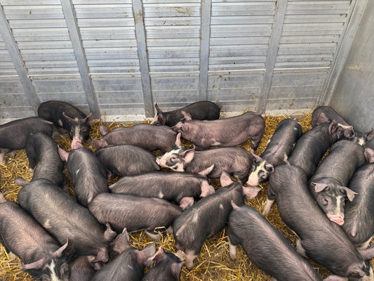 Berkshire Feeder Pigs
