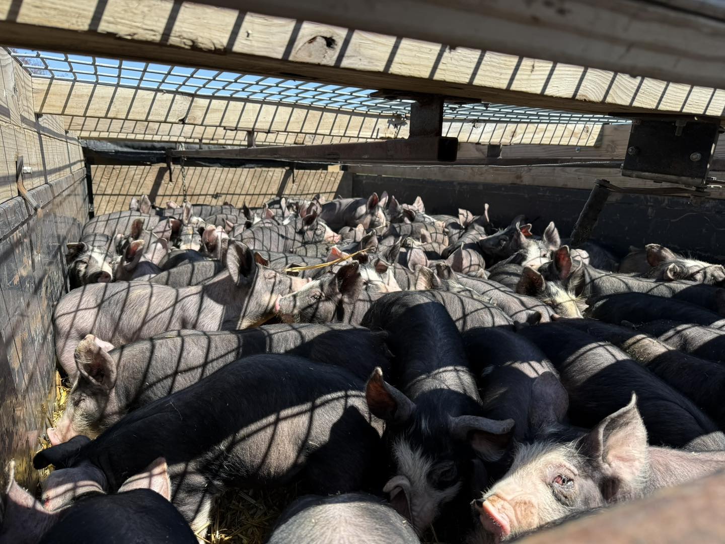 Berkshire Feeder Pigs