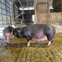 Berkshire Bred Females
