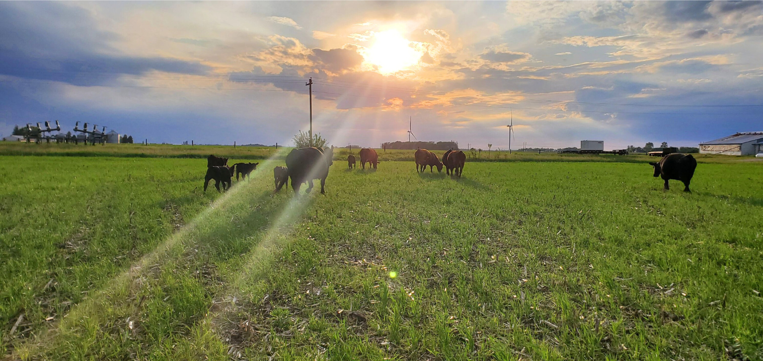 Iowa cattle organic farm