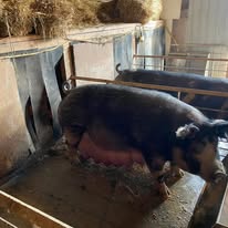 Berkshire Bred Females