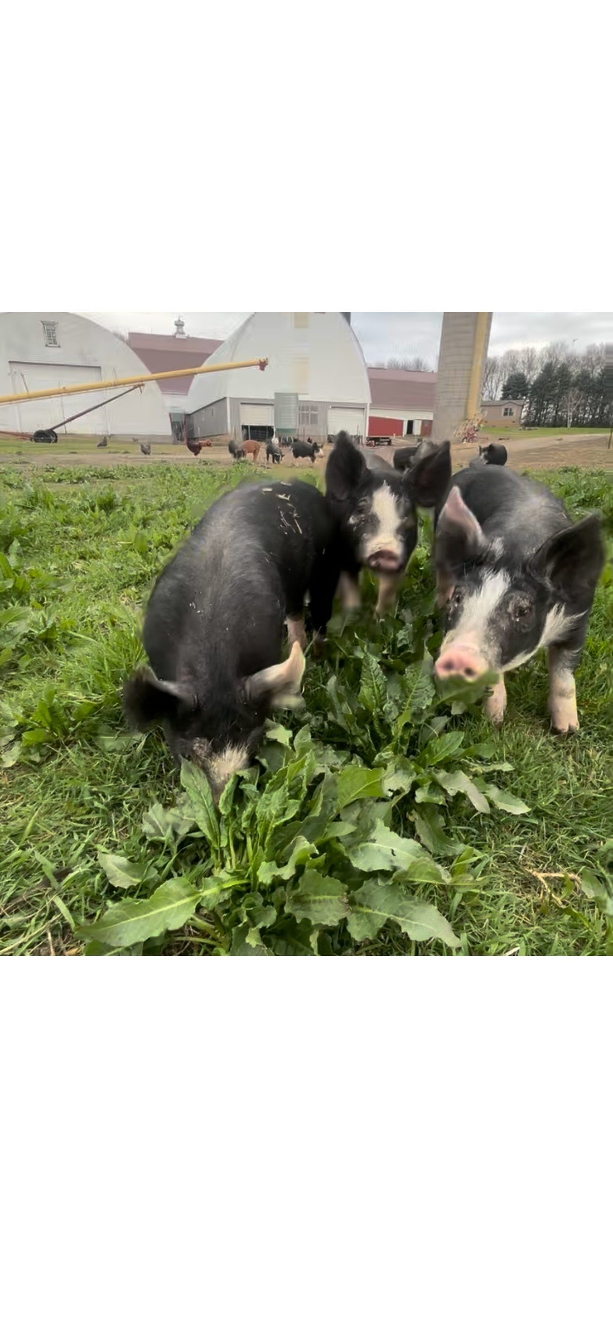 Berkshire Feeder Pigs