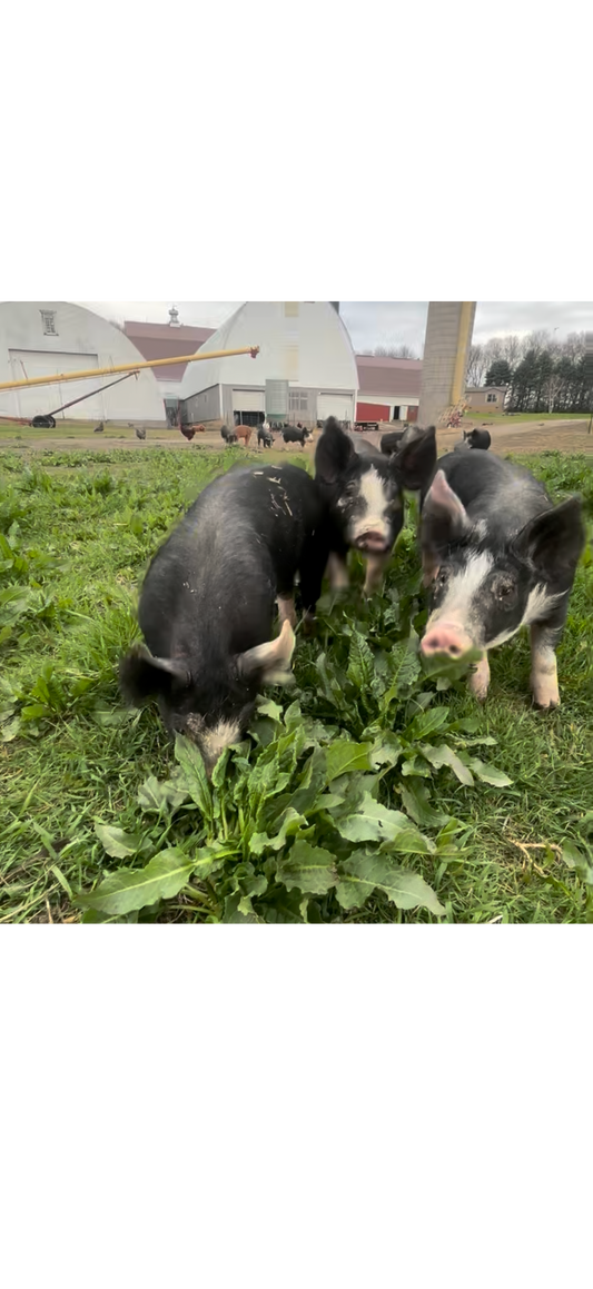 Berkshire Feeder Pigs