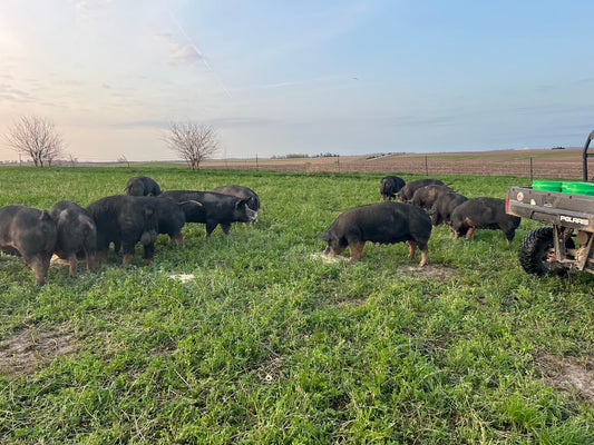 Berkshire Breeding Gilts