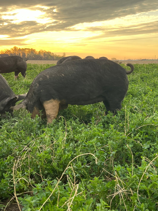 Berkshire Breeding Gilts