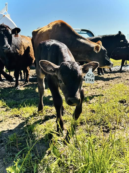 Wagyu Embryos